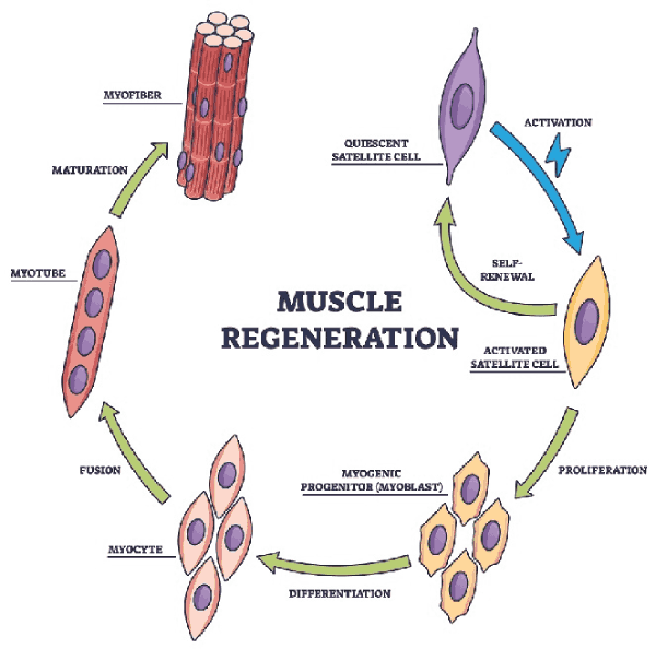 ארגון מיקרוסקופי של סיב שריר שלד